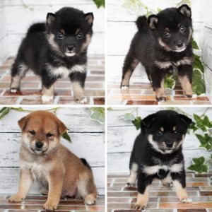新しく来た4匹の豆柴の子犬の写真